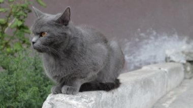 Gri bir kedi ya da kedi sokakta dinleniyor, güneşte. Yalnız bir sokak hayvanı güneşin sıcacık ışıklarının tadını çıkarıyor. Çekici, kaygısız, tüylü hayvan..