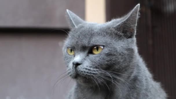 Pohled Šedou Nadýchanou Britskou Kočku Velkýma Otevřenýma Očima Detailní Záběr — Stock video