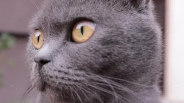 Kocaman gözleri olan gri tüylü bir İngiliz kedisine benziyor. Yakın plan, bir kedinin kafasının video portresi. Güneş ışığı. Evcil hayvan konsepti açık havada. Çekici, kaygısız, tüylü hayvan..