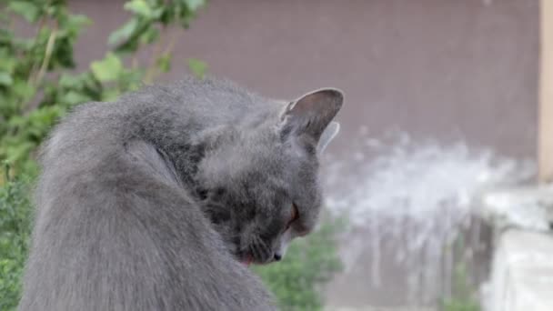 漂亮可爱的猫洗脸 一只灰色的猫在街上洗澡 用舌头舔自己 一只可爱可爱的灰猫在户外清洁毛皮的视频肖像 — 图库视频影像