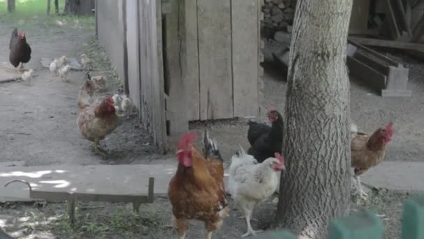 Ekologisk Naturlig Röd Och Vit Rustik Kyckling Strövar Landsbygden Kycklingar — Stockvideo