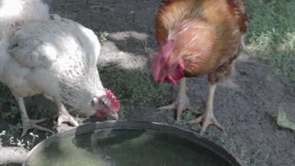 有机天然红白相间的乡村小鸡漫游在乡间 小鸡在传统的谷仓里喝水 谷仓院子里的鸡的特写 鸟类概念 — 图库视频影像