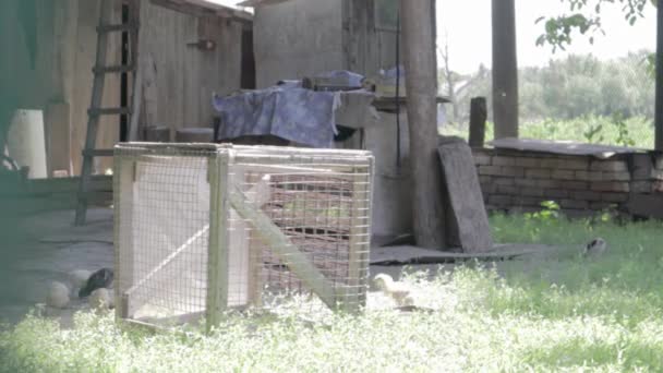 Poulet Rustique Rouge Blanc Naturel Biologique Errant Dans Campagne Les — Video