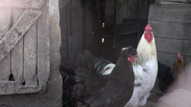 Organic Natural Red White Rustic Chicken Roaming Countryside Chickens Feed — Stock Video