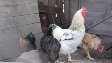 Kırsalda dolaşan organik kırmızı ve beyaz kır tavuğu. Tavuklar geleneksel bir çiftlik evinde beslenir. Ahırın avlusundaki tavuklara yaklaş. Kümes hayvanları konsepti.