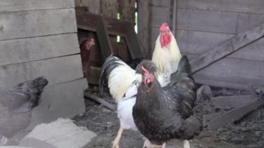 Kırsalda dolaşan organik kırmızı ve beyaz kır tavuğu. Tavuklar geleneksel bir çiftlik evinde beslenir. Ahırın avlusundaki tavuklara yaklaş. Kümes hayvanları konsepti.