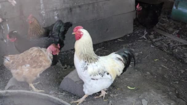 Organik Merah Alami Dan Putih Pedesaan Ayam Berkeliaran Pedesaan Ayam — Stok Video