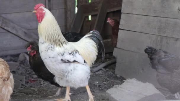 Kırsalda Dolaşan Organik Kırmızı Beyaz Kır Tavuğu Tavuklar Geleneksel Bir — Stok video