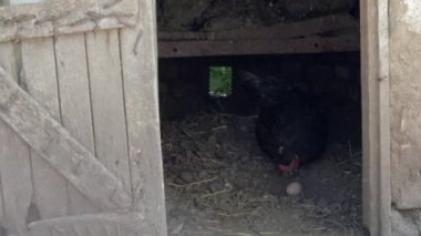 Kırsalda dolaşan organik kırmızı ve beyaz kır tavuğu. Tavuklar geleneksel bir çiftlik evinde beslenir. Ahırın avlusundaki tavuklara yaklaş. Kümes hayvanları konsepti.