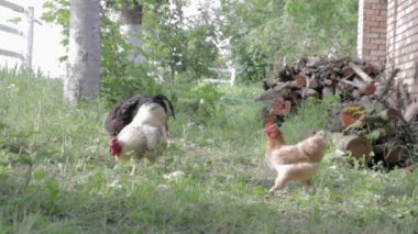 Kırsalda dolaşan organik kırmızı ve beyaz kır tavuğu. Tavuklar geleneksel bir çiftlik evinde beslenir. Ahırın avlusundaki tavuklara yaklaş. Kümes hayvanları konsepti.