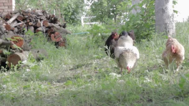 Biologische Natuurlijke Rode Witte Rustieke Kip Zwerven Het Platteland Kippen — Stockvideo