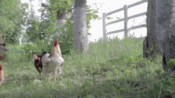 Kırsalda Dolaşan Organik Kırmızı Beyaz Kır Tavuğu Tavuklar Geleneksel Bir — Stok video