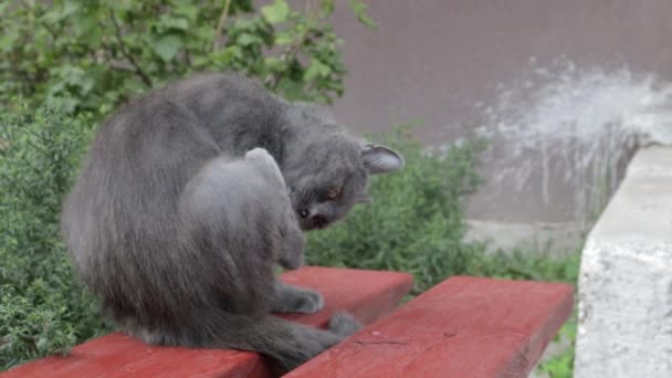 漂亮可爱的猫洗脸 一只灰色的猫在街上洗澡 用舌头舔自己 一只可爱可爱的灰猫在户外清洁毛皮的视频肖像 — 图库视频影像