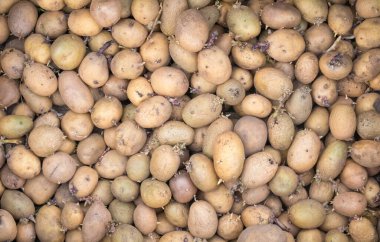 Filizlenmiş filizlerle filizlenmek için patates arka planı, üst manzara. Tomurcuklanmış patates. Bir sürü kırmızı, beyaz ve sarı filizlenmiş patates. Patates yumrusu fideleri. düz yerleşim
