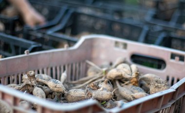 Yıldız çiçeği köklü plastik siyah bahçe kutuları. Çiçek şişeleri güneşte kurur. Bitki ve çiçek yığınları. Dahlia ekim mevsimi. Topraksız pek çok yıldız kökü. ekin malzemesi