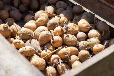 Tahta bir kutuda filizlenmiş filizlerle ekmek için patates. Tomurcuklanmış patates. Patates yumrusu fideleri. Tarım ve bahçıvanlık kavramı, sebze yetiştirme ve bakımı