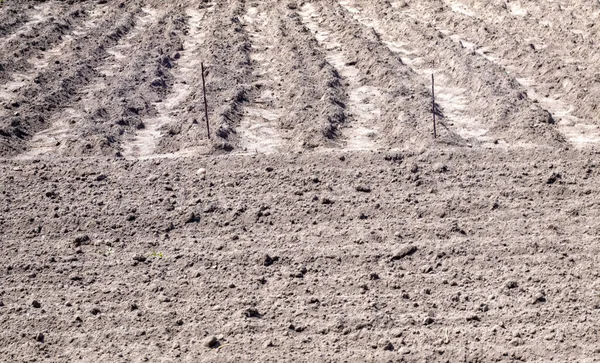 Long Flat Top Rows Furrows Mounds Newly Planted Potatoes Rural — Stock Photo, Image