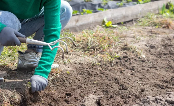 A woman cleans the weeds in the garden. Spring cleaning on the farm. Selective focus. Weeding grass. View of a woman\'s hand hoeing weeds in the garden on a hot summer day, soil preparation