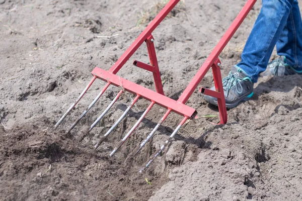 Ein Bauer Jeans Gräbt Mit Einer Roten Gabelschaufel Den Boden — Stockfoto