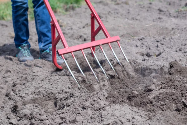 Ein Bauer Jeans Gräbt Mit Einer Roten Gabelschaufel Den Boden — Stockfoto