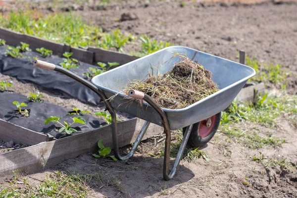 Gray metal garden wheelbarrow with two handles and one wheel. The wheelbarrow is in the garden or garden. Gardener\'s wheelbarrow in the backyard. Garden cleaning