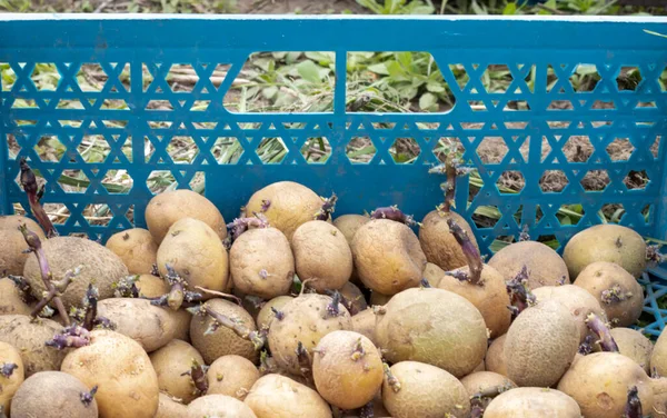Patatas Para Plantar Con Brotes Germinados Una Caja Plástico Brotaron — Foto de Stock