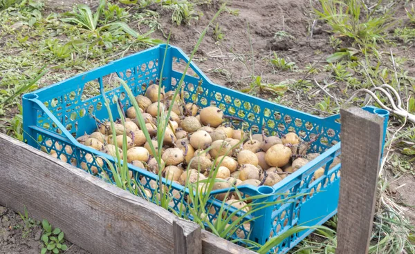Patatas Para Plantar Con Brotes Germinados Una Caja Plástico Brotaron — Foto de Stock