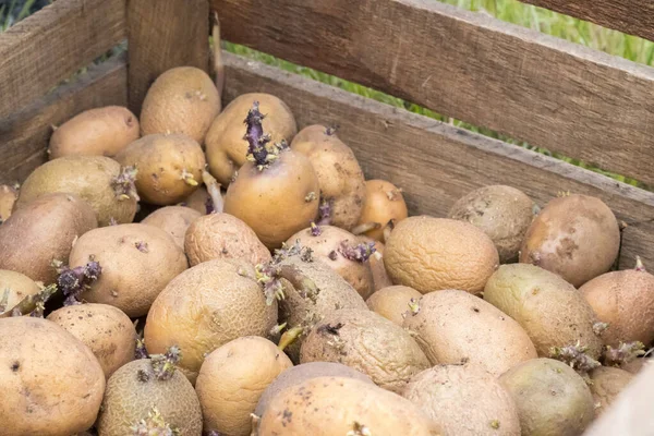 Patatas Para Plantar Con Brotes Germinados Una Caja Madera Brotaron — Foto de Stock