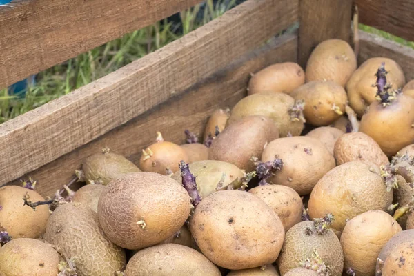 Tahta bir kutuda filizlenmiş filizlerle ekmek için patates. Tomurcuklanmış patates. Patates yumrusu fideleri. Tarım ve bahçıvanlık kavramı, sebze yetiştirme ve bakımı