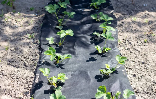 Neat Long Beds Strawberries Covered Black Agrofibre Green Strawberry Plant — Stock Photo, Image