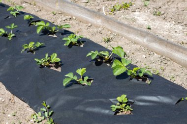 Siyah agrofiberle kaplı, temiz, uzun çilek yatakları. Yerde koyu siyah bir delikte yeşil bir çilek bitkisi. Çilek yetiştirmek için modern teknolojilerin uygulanması