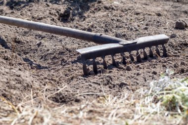 Yatakta bir tırmığın fotoğrafı. Bahçedeki eski metal tırmık. Bahar temizliği. İlkbaharda tırmıkla ekmek için toprak oluşumu, bahçe aleti ile çalışmak. Toprak ekme hazırlığı