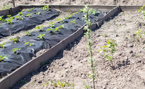 Neat Long Beds Strawberries Covered Black Agrofibre Green Strawberry Plant — Stock Photo, Image