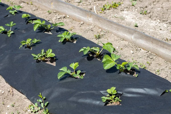 Siyah agrofiberle kaplı, temiz, uzun çilek yatakları. Yerde koyu siyah bir delikte yeşil bir çilek bitkisi. Çilek yetiştirmek için modern teknolojilerin uygulanması