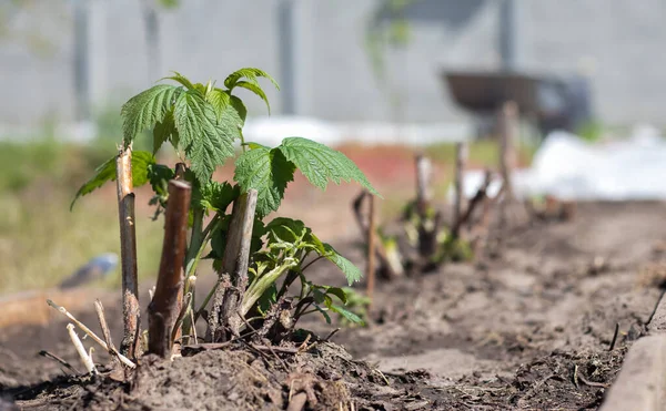 Pequeño Arbusto Frambuesa Joven Suelo Concepto Jardinería Plantación Plántulas Frambuesa — Foto de Stock