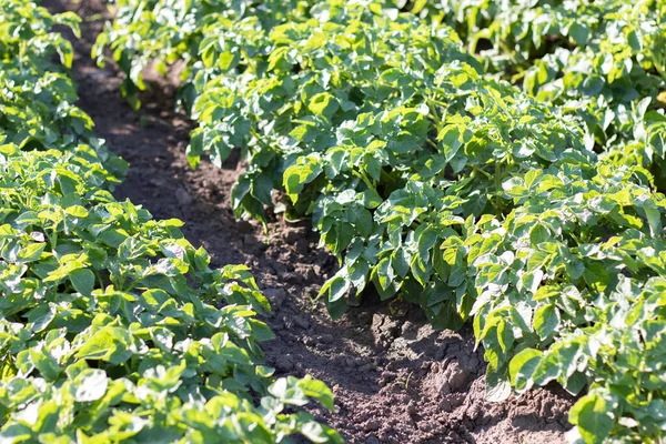 Potato Plantations Grow Field Farming Agriculture Green Field Potatoes Row — Stock Photo, Image