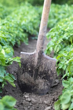 Patates çalılarının arka planında kürek. Hasat. Tarım. Yerden taze bir patates yumrusu çıkarmak, çiftlikte patates toplamak. Bahçede kürekle patates topluyorum.