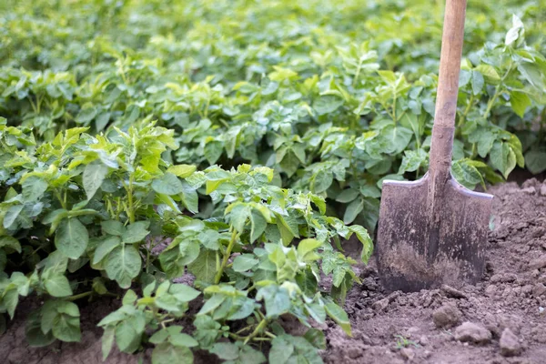 Pala Sullo Sfondo Cespugli Patate Scavare Giovane Tubero Patate Terra — Foto Stock