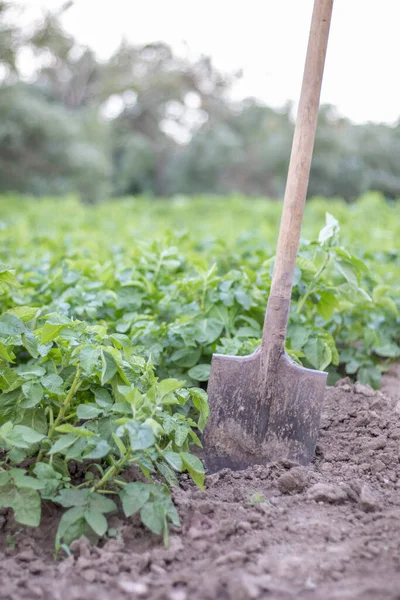 Pala Fondo Los Arbustos Papa Cosecha Agricultura Desenterrando Tubérculo Papa — Foto de Stock