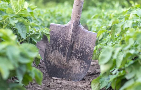 Pala Sullo Sfondo Cespugli Patate Scavare Giovane Tubero Patate Terra — Foto Stock