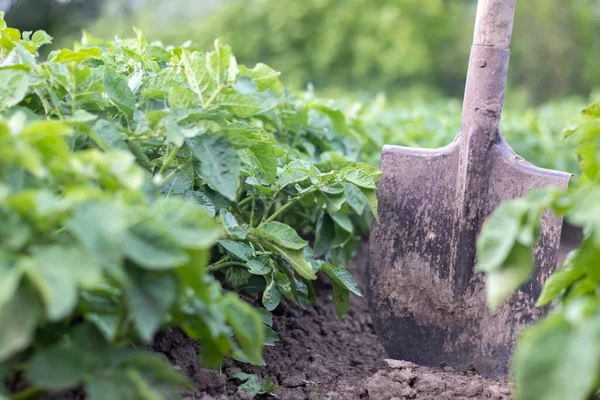 Pala Sullo Sfondo Cespugli Patate Scavare Giovane Tubero Patate Terra — Foto Stock