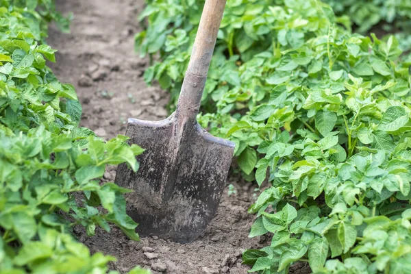Shovel Background Potato Bushes Digging Young Potato Tuber Ground Farm — Stock Photo, Image