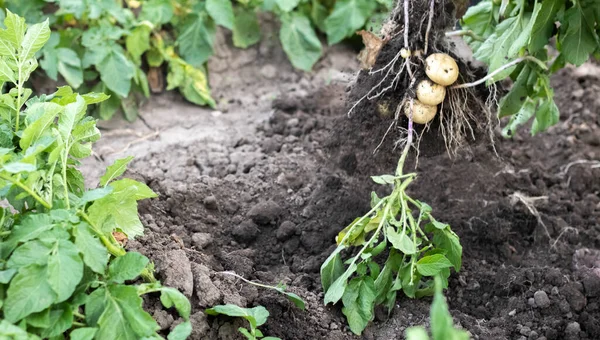 Harvesting potatoes from the soil. Newly dug or harvested potatoes on rich brown ground. Fresh organic potatoes on the ground in a field on a summer day. The concept of growing food. New potatoes
