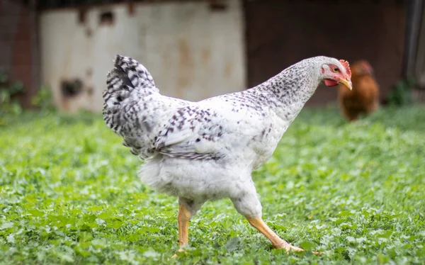 Chickens on the farm, poultry concept. White loose chicken outdoors. Funny bird on a bio farm. Domestic birds on a free range farm. Breeding chickens. Walk in the yard. Agricultural industry