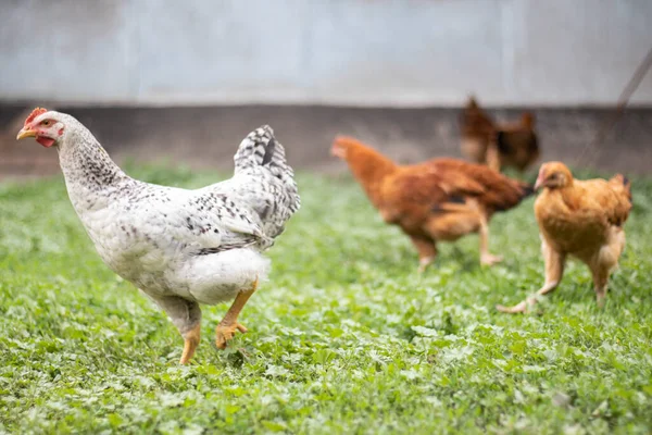 Chickens on the farm, poultry concept. White loose chicken outdoors. Funny bird on a bio farm. Domestic birds on a free range farm. Breeding chickens. Walk in the yard. Agricultural industry