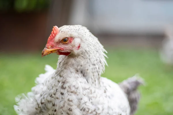 Chickens on the farm, poultry concept. White loose chicken outdoors. Funny bird on a bio farm. Domestic birds on a free range farm. Breeding chickens. Walk in the yard. Agricultural industry