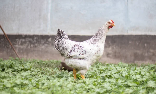 Chickens on the farm, poultry concept. White loose chicken outdoors. Funny bird on a bio farm. Domestic birds on a free range farm. Breeding chickens. Walk in the yard. Agricultural industry