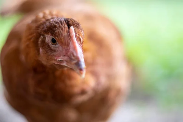 One little red chicken in the yard is looking for food to eat. Agricultural industry. Breeding chickens. Close-up of a red chicken in nature. Domestic birds on a free range farm. walking in the yard