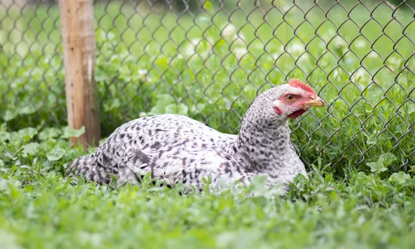 Chickens on the farm, poultry concept. White loose chicken outdoors. Funny bird on a bio farm. Domestic birds on a free range farm. Breeding chickens. Walk in the yard. Agricultural industry