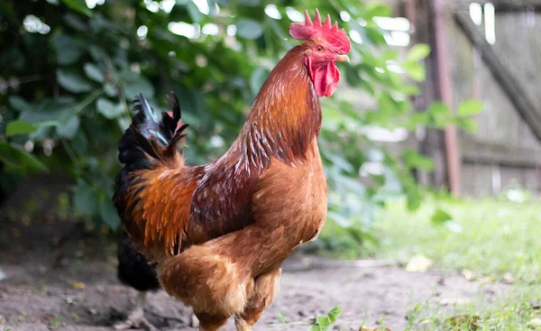 村里一只红色的大公鸡 它是一只大公鸡 年轻的红可可鱼罗得岛红谷仓混合物 一张罗得岛一个小农场上的橙黄色羽毛公鸡的漂亮照片 五彩斑斓的羽毛 — 图库照片